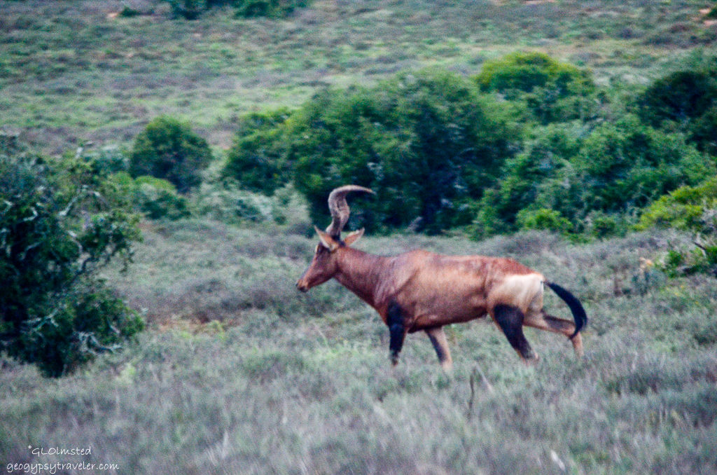 Red Hartebeest Addo Elephant National Park South Africa