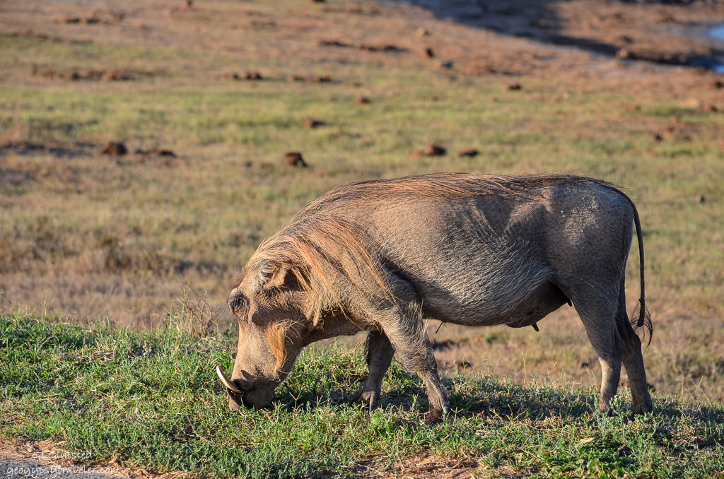 Warthog Addo Elephant National Park South Africa