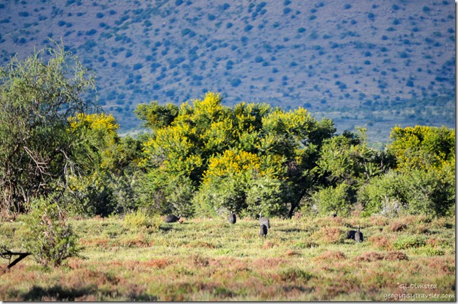 Helmeted Guineafowl Mountain Zebra National Park South Africa