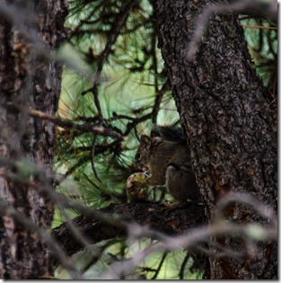 Tree squirrel Point Imperial Road North Rim Grand Canyon National Park Arizona