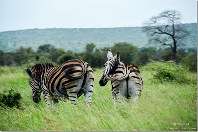 Burchells Zebras Kruger National Park South Africa