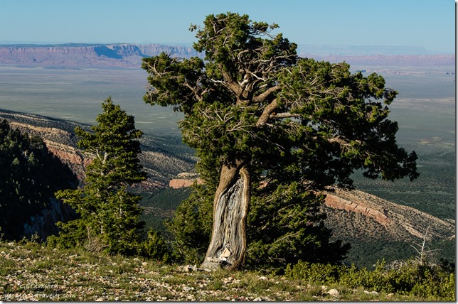 Wind blown pinyon pine from Marble View Kaibab Kaibab National Forest Arizona