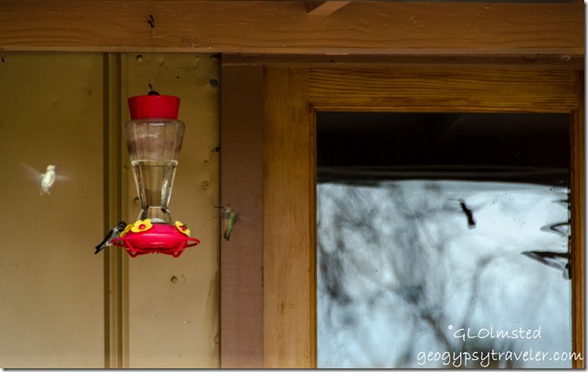 Hummingbirds Berta's Yarnell Arizona