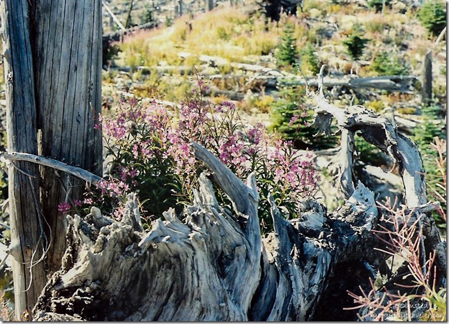 Wildflowers along Meta Lake trail FS99 Mount St Helens National Volcanic Monument Washington