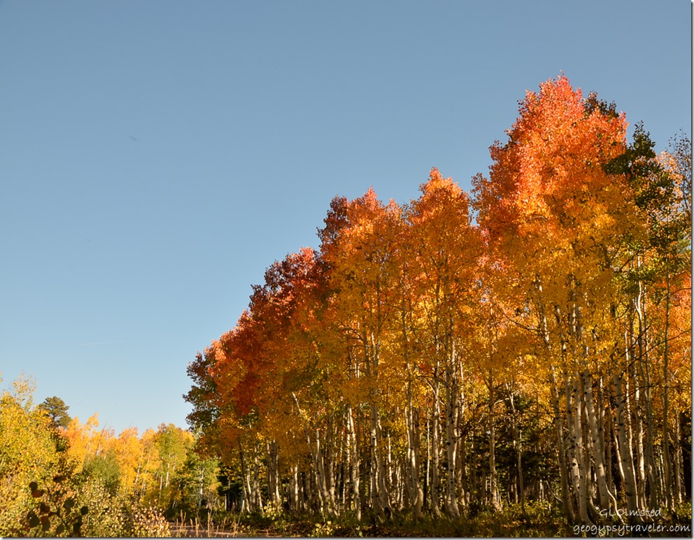 Fall colors along FR610 Kaibab National Forest Arizona