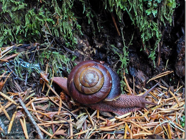 Snail along Cave Creek trail Siskiyou National Forest Oregon