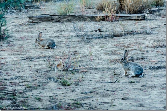 Rabbits Kirkland Arizona