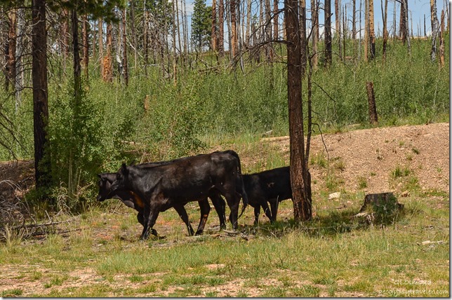 Cattle Jct SR67 & FR212 Kaibab National Forest Arizona