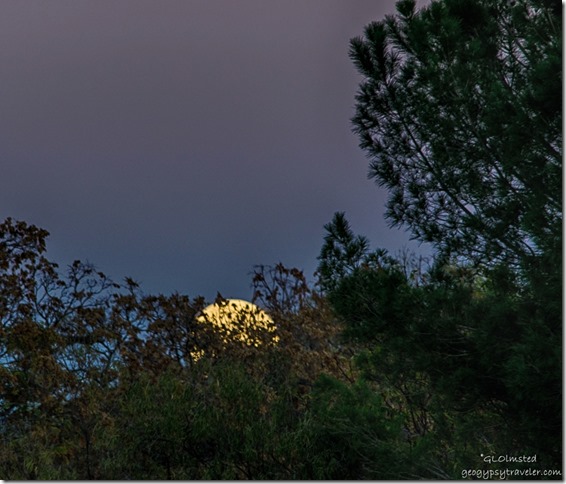 Supermoon rising behind trees Kirkland Arizona