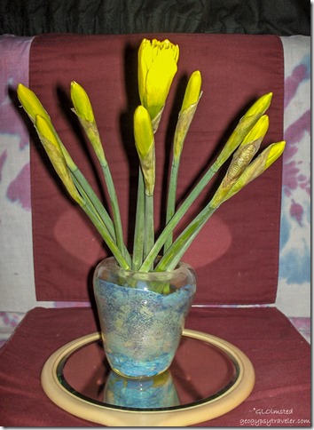 Daffodils day 1 Yarnell Arizona