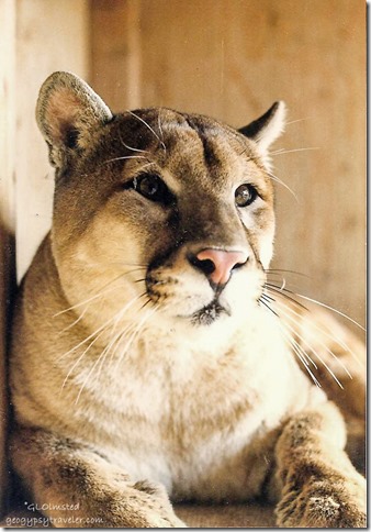 Whiskers male cougar CALM Bakersfield California