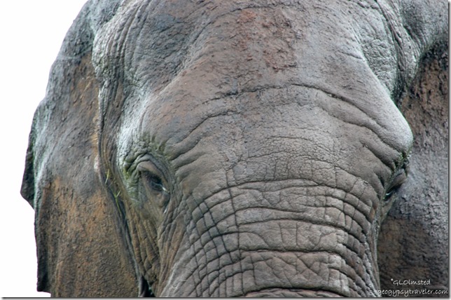 Elephant eyes Kruger National Park South Africa