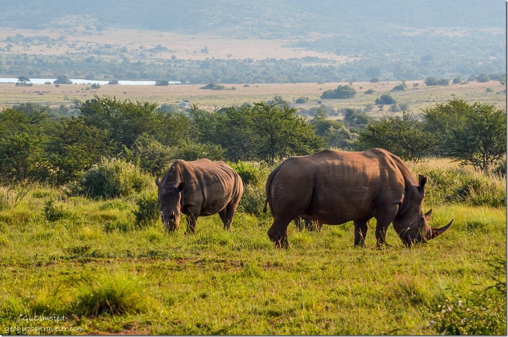 Rhinos Pilanesburg Game Reserve South Africa