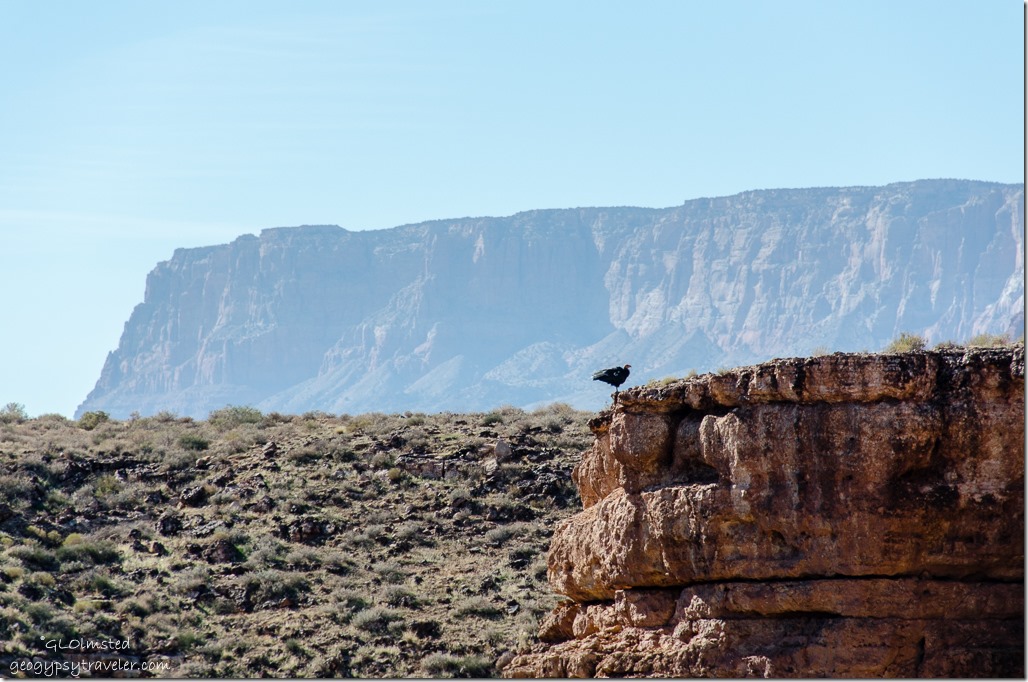 California Condor Navajo Bridge Marble Canyon Glen Canyon National Recreation Area Arizona