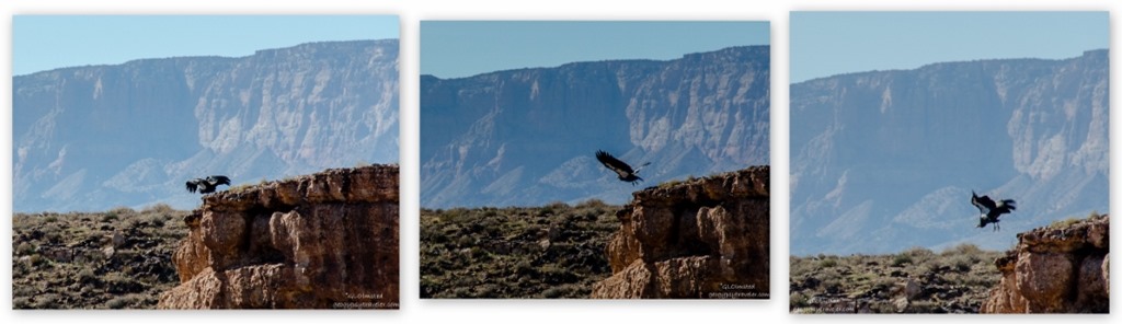 California Condor Navajo Bridge Marble Canyon Glen Canyon National Recreation Area Arizona