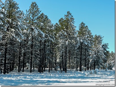 Snow ponderosa pines I40 West Arizona