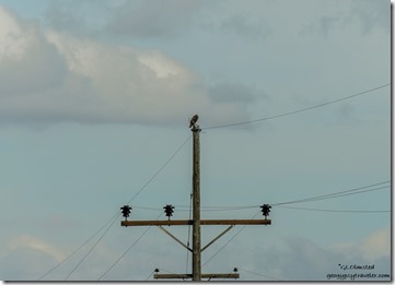 Hawk on electric pole SR89 Arizona