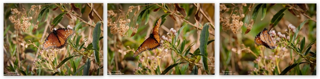 Queen butterfly Hassayampa River Riparian Area Wickenburg Arizona