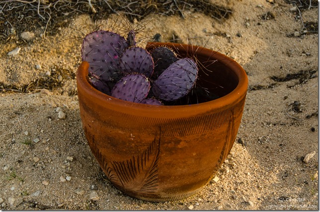 Purple cactus in terra cotta pot Buzzards Roost Joshua Tree California