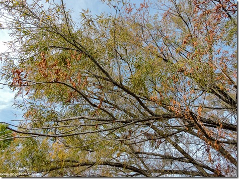 Willow tree Hassayampa River Riparian Area Wickenburg Arizona