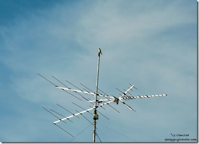 Hawk on antenna Kirkland Arizona