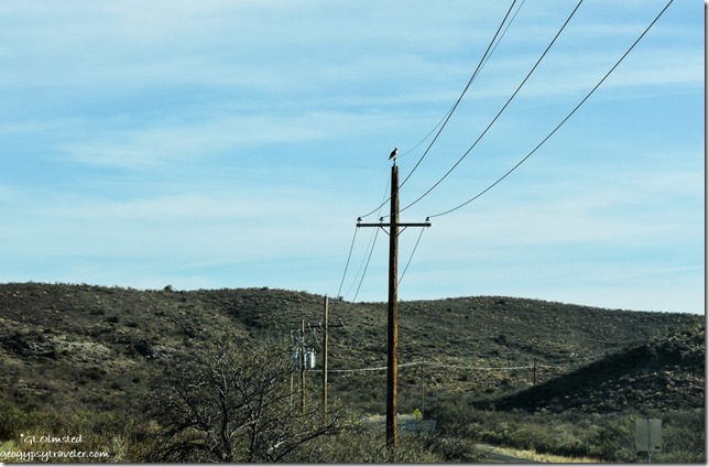 Hawk on electric pole Kirkland Arizona