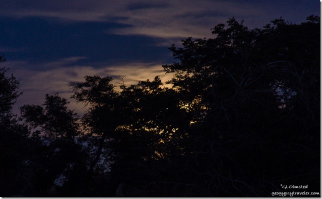 Super moon rise behind trees Yarnell Arizona