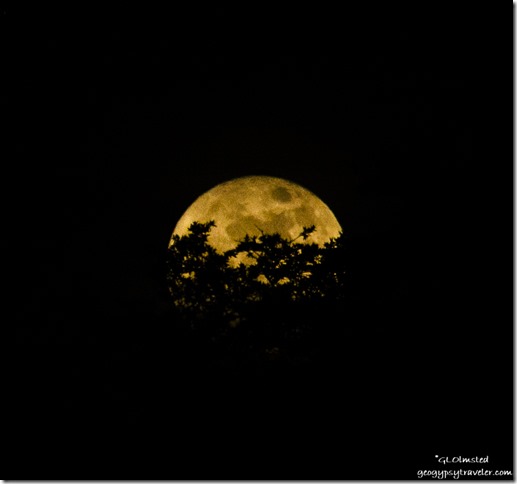 Super moon rise behind trees Yarnell Arizona