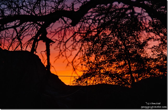 Sunrise through trees Yarnell Arizona