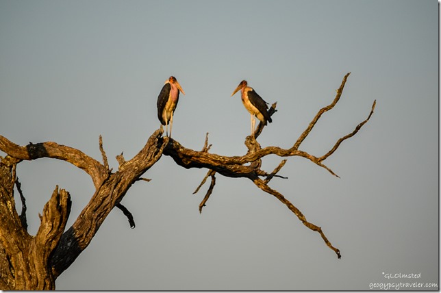 Marabou Storks Kruger National Park South Africa