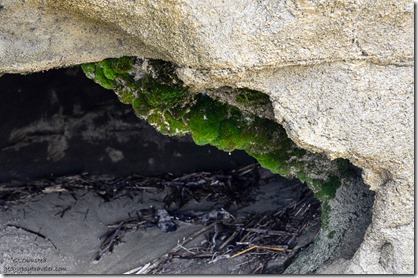 Moss inside Beach caves with fossils Wild Coast Sun Port Edward South Africa