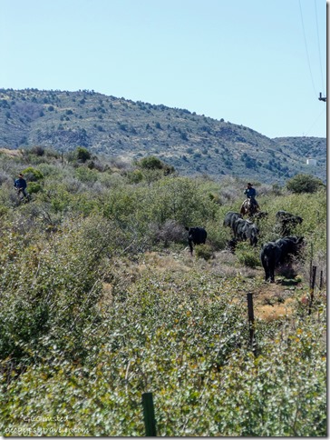 Cowboys herding cattle next to SR89 Peeples Valley Arizona