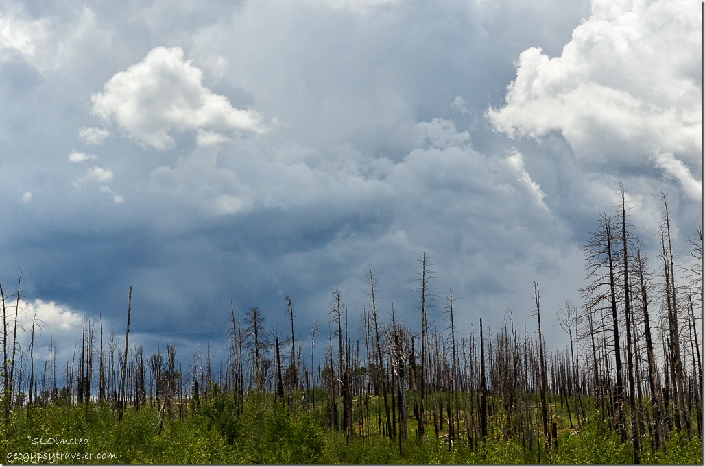 Storm clouds over Warm fire standing dead forest Kaibab National Forest Arizona