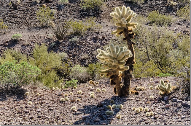Cholla Palm Canyon Road KOFA National Wildlife Refuge Arizona