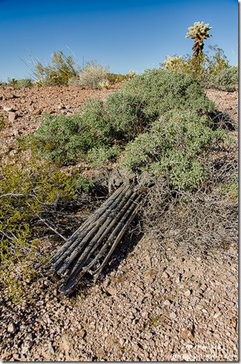 Saguaro skeleton cholla Palm Canyon Road KOFA National Wildlife Refuge Arizona