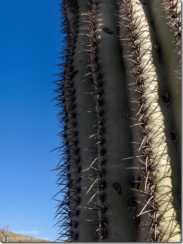 Sagauro Cactus Peoria Arizona