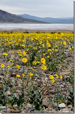 Wildflowers Badwater Basin Death Valley National Park California
