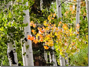 Fall aspen Kaibab National Forest Arizona