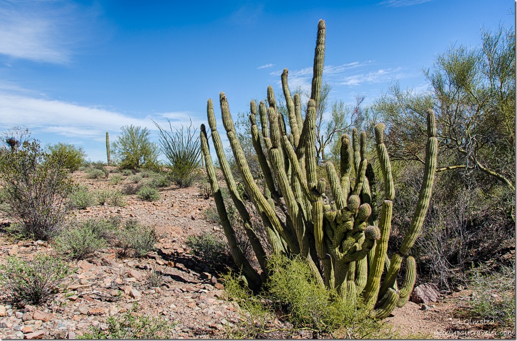 Crested organ pipe cactus near Darby Well Road BLM Ajo Arizona