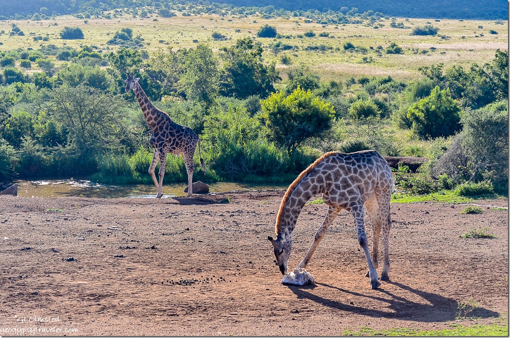 Giraffes by salt lick Pilanesberg Game Reserve South Africa