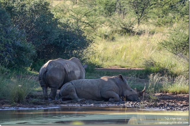 Two rhinos by waterhole Pilanesberg Game Reserve South Africa