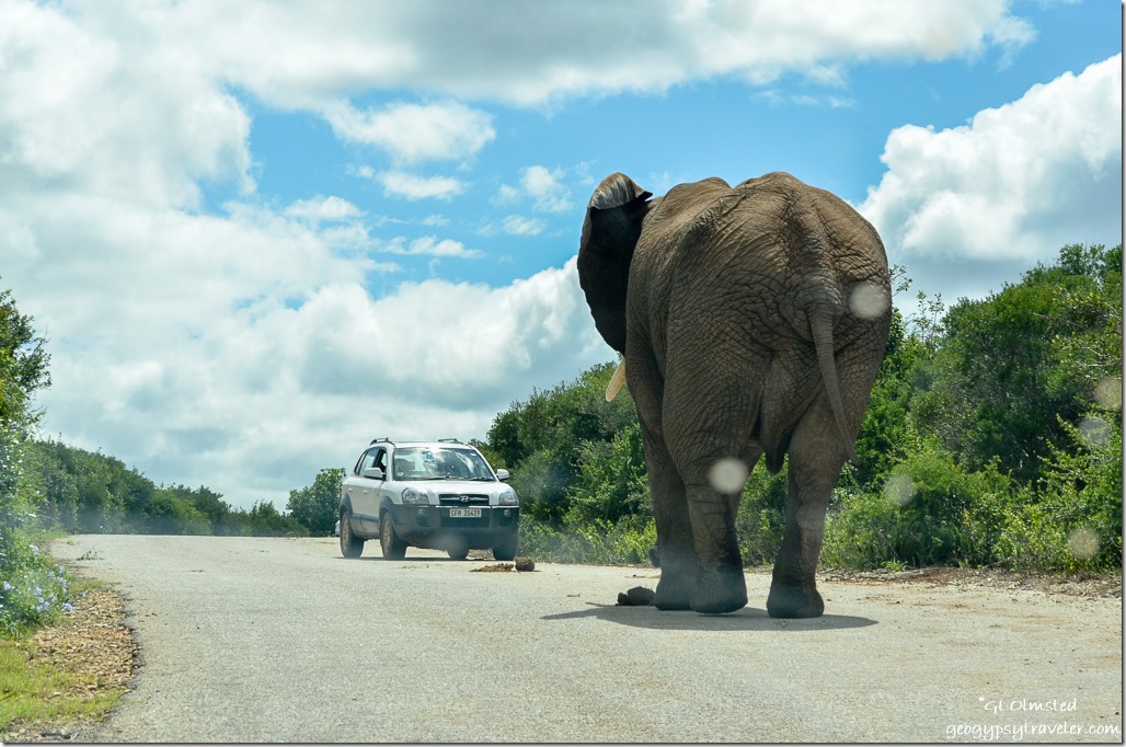 Elephant & car Addo Elephant National Park South Africa
