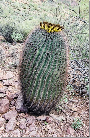 Fruiting barrel cactus Estes Canyon trail Mountain Drive Organ Pipe Cactus National Monument Arizona