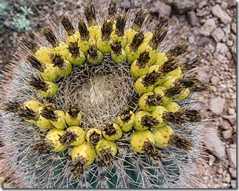 Fruiting barrel cactus Estes Canyon trail Mountain Drive Organ Pipe Cactus National Monument Arizona