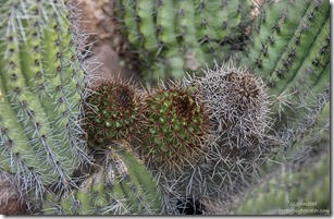 Young growth organ pipe cactus Estes Canyon trail Mountain Drive Organ Pipe Cactus National Monument Arizona