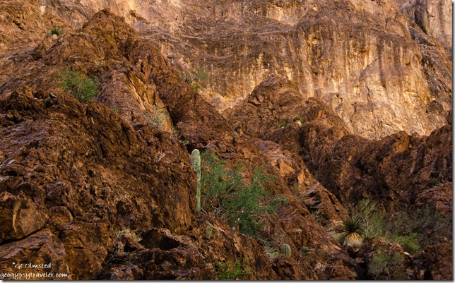 Cactus Palm Canyon trail Kofa National Wildlife Refuge Arizona