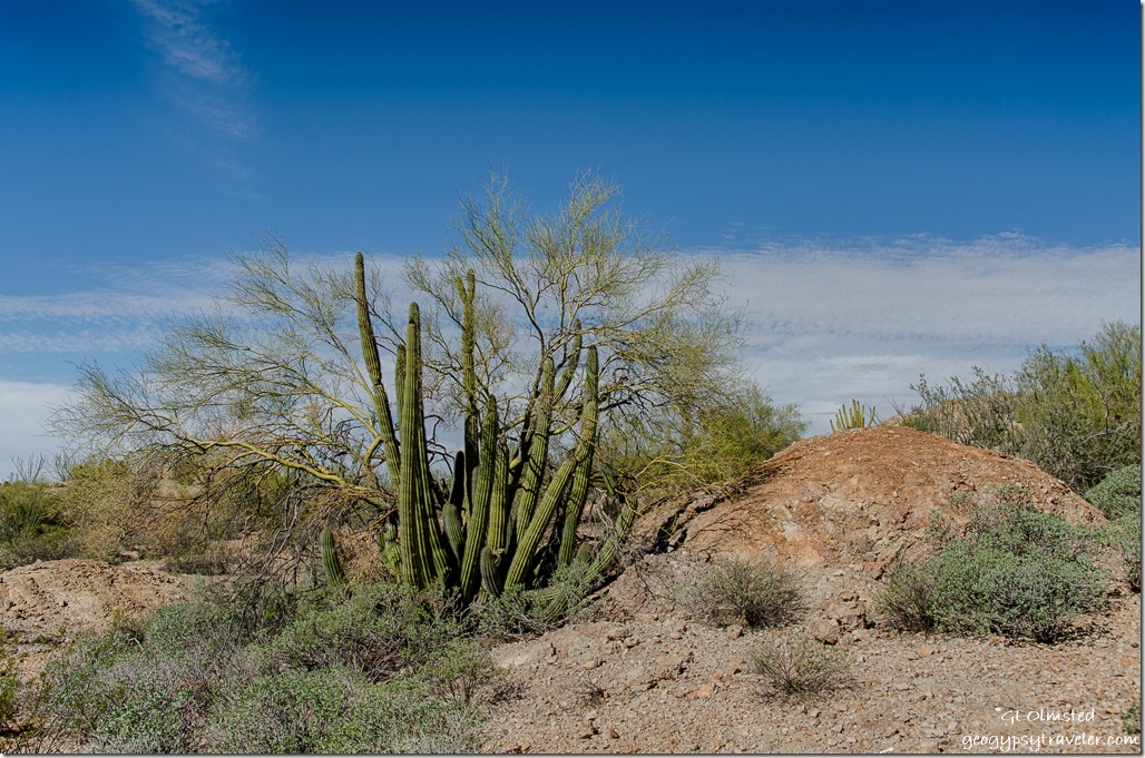 Organ pipe cactus & palo verde Darby Well Road BLM Ajo Arizona