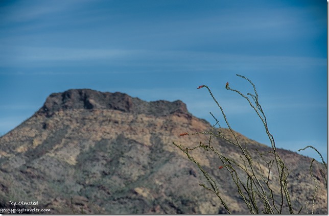 Ocotillo blooms Ajo Mountain Drive Organ Pipe Cactus National Monument Arizona