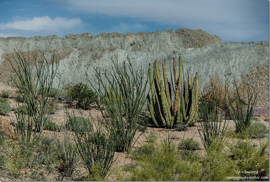 Organ pipe cactus & ocotillo Darby Well Road BLM Ajo Arizona