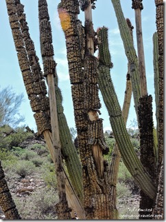 Organ Pipe Cactus South Puerto Blanco Diver Organ Pipe Cactus National Monument Arizona